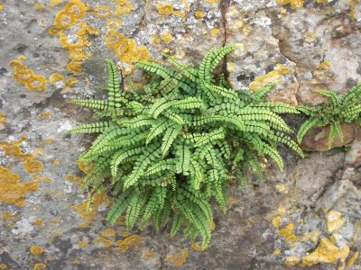 Spleenwort